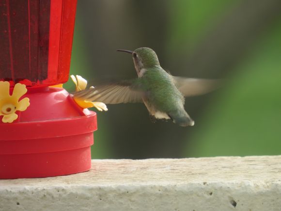 Coming in for a refuel  it takes a lot of honey energy  for me to keep buzzing these wings.