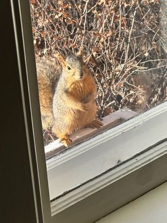 The squirrel is back. As I’m unemployed and so is Molly, we should probably train this guy. 