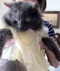 My parents’ cat, Fluffy, who died recently. She loved DH. When we’d visit we’d call out, “Fluffy, your boyfriend’s here!” And she’d come running! On one visit home, I found one of the dresses I wore as a baby and put it on Fluffy. She looked so beautiful but she didn’t like wearing her dress.