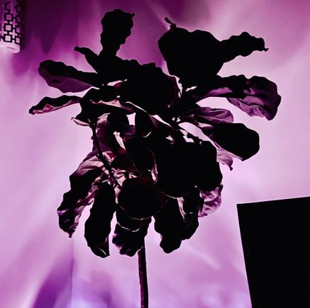 Fiddle-leaf fig tree