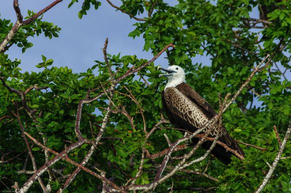 Frigate bird