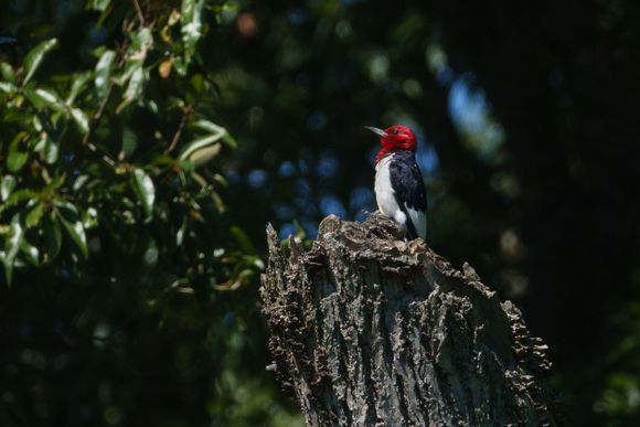 Red headed woodpecker
