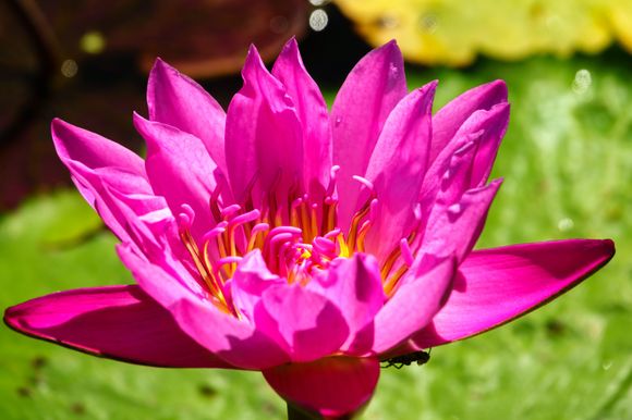 Tower Grove Park, another water lily