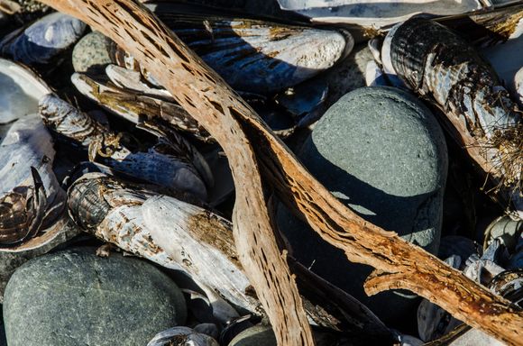 Lismer Cove is a beachcomber's delight, with the added value of its 'singing pebbles'.