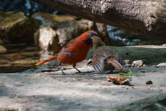 Feeding time!