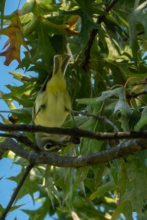 Blue headed vireo (except the head is actually gray, like gruezi and Joyce!)