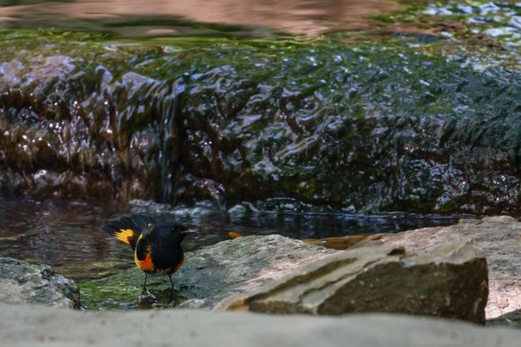 American Redstart (male) tail feathers flared