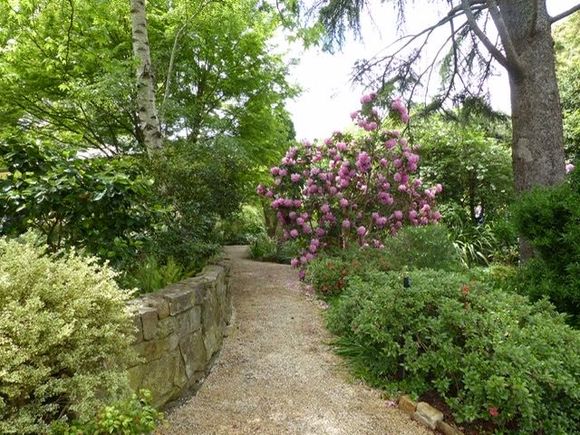 Huge trees providing protection for understorey 