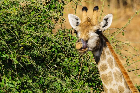 Chobe NP
