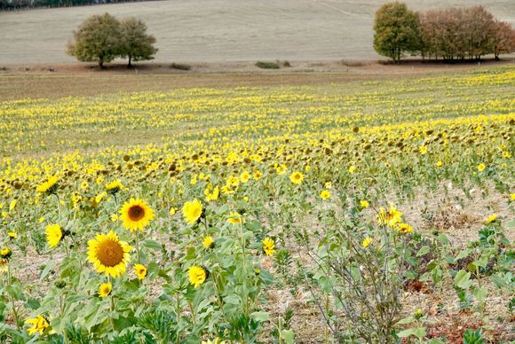 Sunflower field 