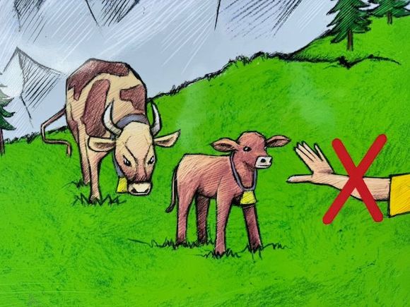 Once downhill, there's a short portion that goes through a cow pasture