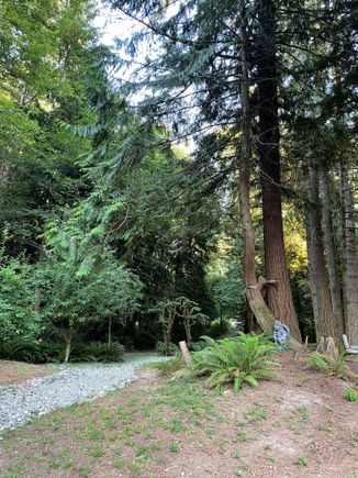 My sons driveway today. He lives in a forest. 