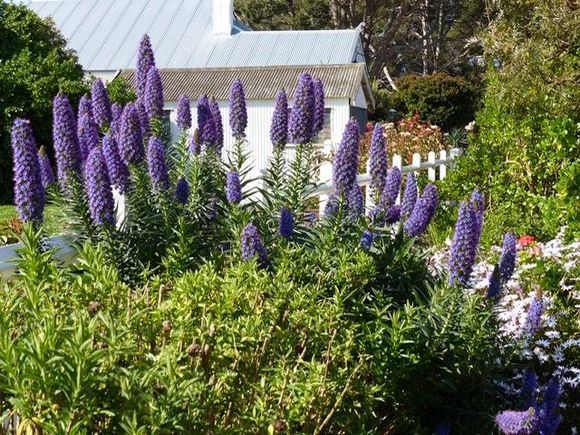 Echium cuttings came home with me…..fingers crossed!! 