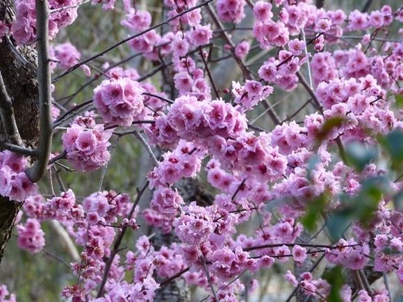 Double pink prunus