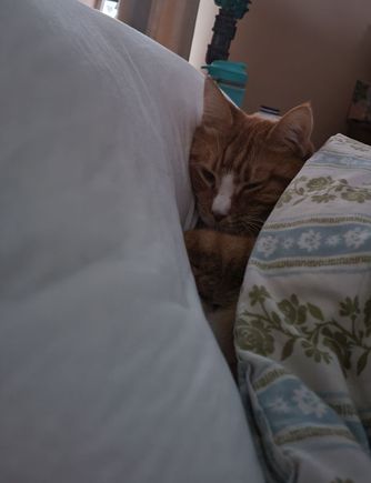 Ziggy, did you just say you wanted cat pictures on this thread??  He’s tired and a bit chilly.  And not a bit spoiled. My grandcat. 