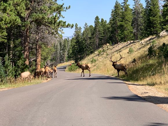 Elk crossing 