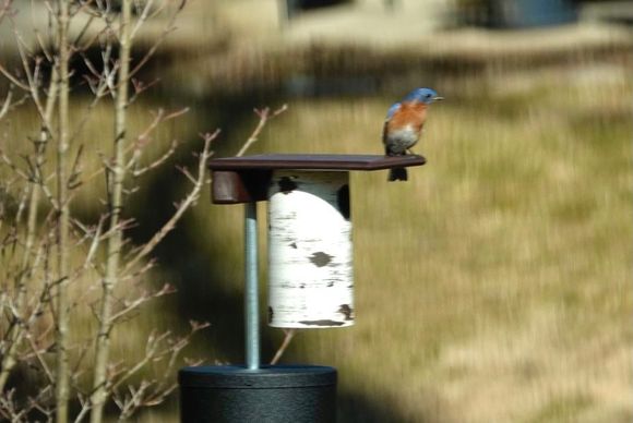 Apologies for the poor image quality, but shot through double pane glass window at an angle, causing serious refraction. I am over the moon nonetheless.