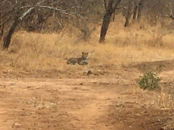 Leopard..unable to get any closer.