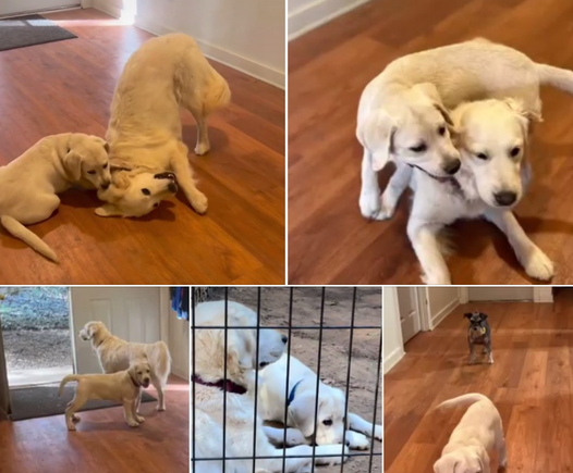 Cora with her best friend. The last photo is of Cora with her bigger sister.  She outgrew the little sister in her second week at home.