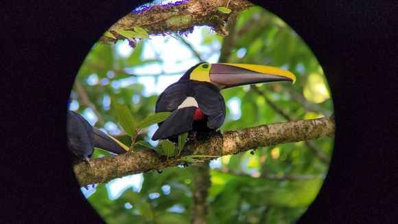 Toucan 