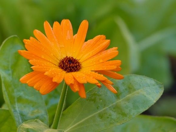 Calendula