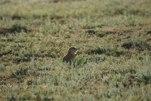 Prarie Dog. (rat that barks)
