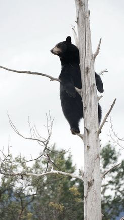 Alaska Wildlife Conservation Center