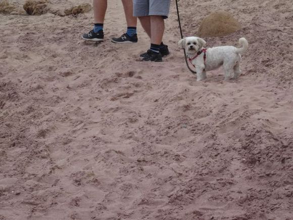The purple looking sand