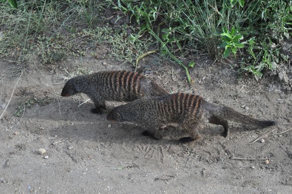 Banded Mangoose