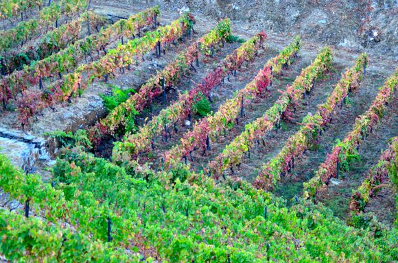 After the harvest the colors explode