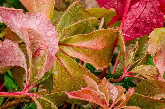 Credit Mrs Z, amateur photo editor, with this one.