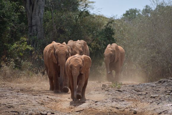 Daphne Sheldrick Elephant Orphanage