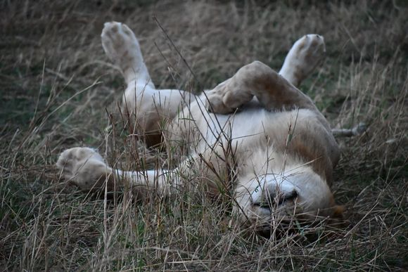 Clearly enjoying his nap, his paws would twitch from time to time.