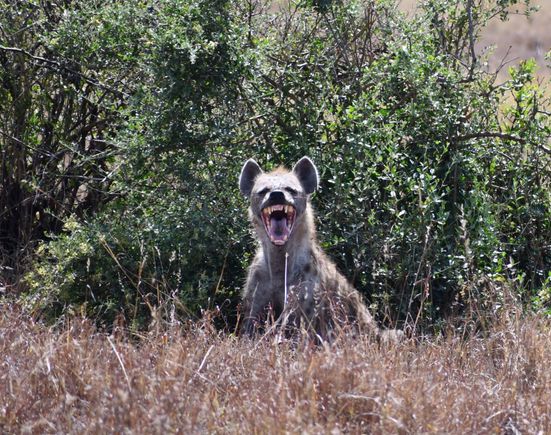 Is this hyena showing us his victory face after the cheetahs turned away?