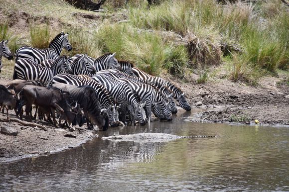 It's as if they just don't see the crocodile.