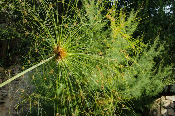 Actual papyrus @ Champollion Musee.