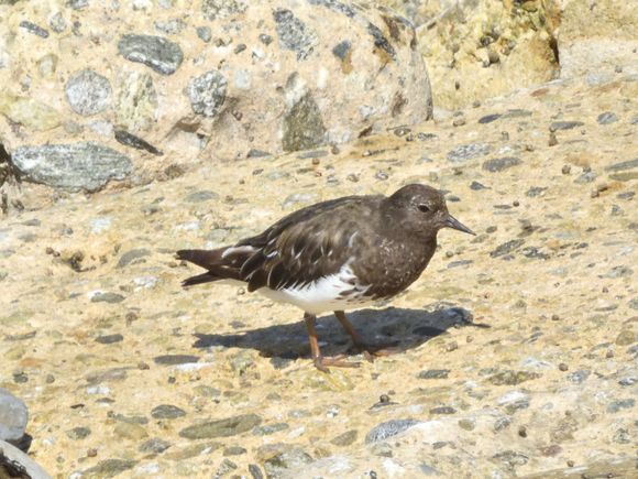 Black Turnstones are back from the Arctic.  