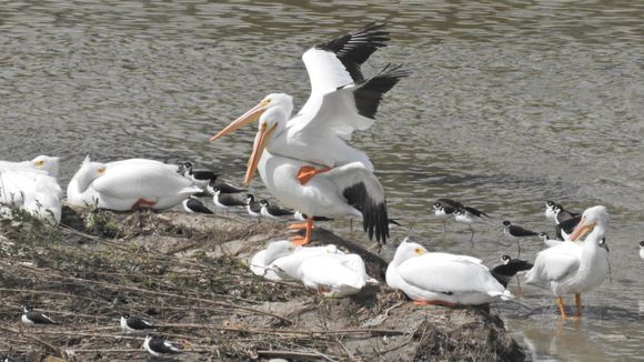 
Yesterday at the Los Angeles River in Long Beach. 
