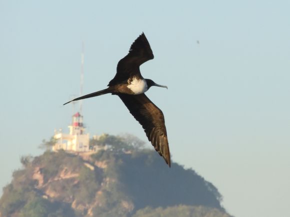 Magnificent Frigatebird and El Faro Lighthouse 