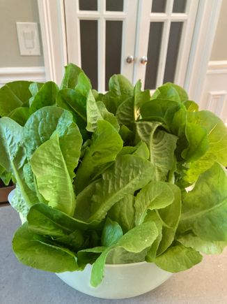 Picked all our lettuce this morning
