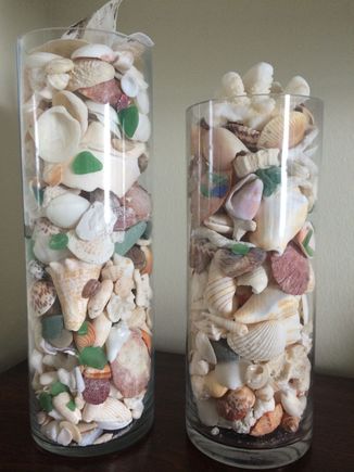 Shells we collected from Miami Beach
