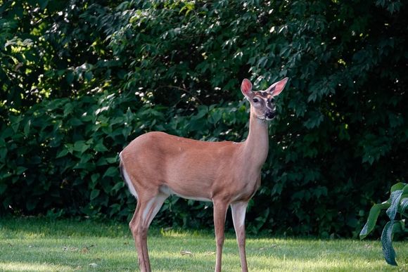 Go home! Our beautiful flowers are carcinogenic!!  We have seen her three times wandering through our backyard. No damage to the vegetation. Yet.