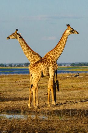 Chobe NP