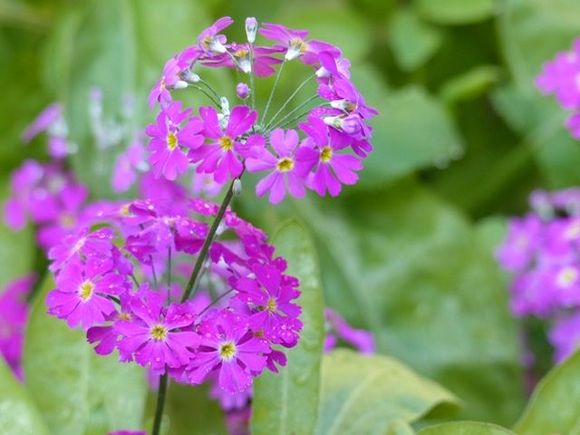 My first late winter primulas 