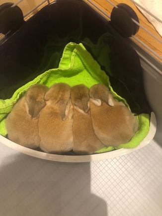 My sister’s baby rabbits.