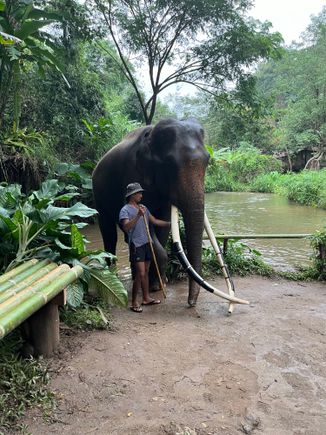 The huge gull elephant 