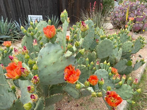 Cactus in bloom