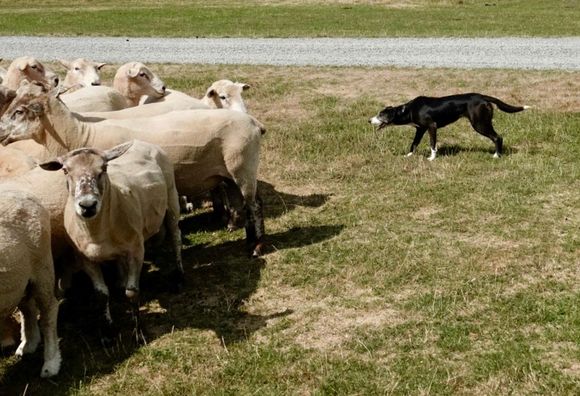 Watched an amazing sheep dog herding demonstration. More sheep than people here so these dogs are very important.
