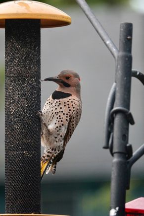 Northern Flicker 