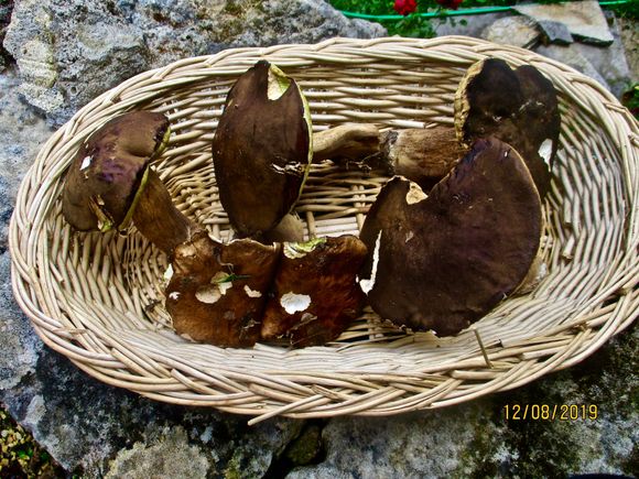 Look what Jeremy brought, picked this morning!